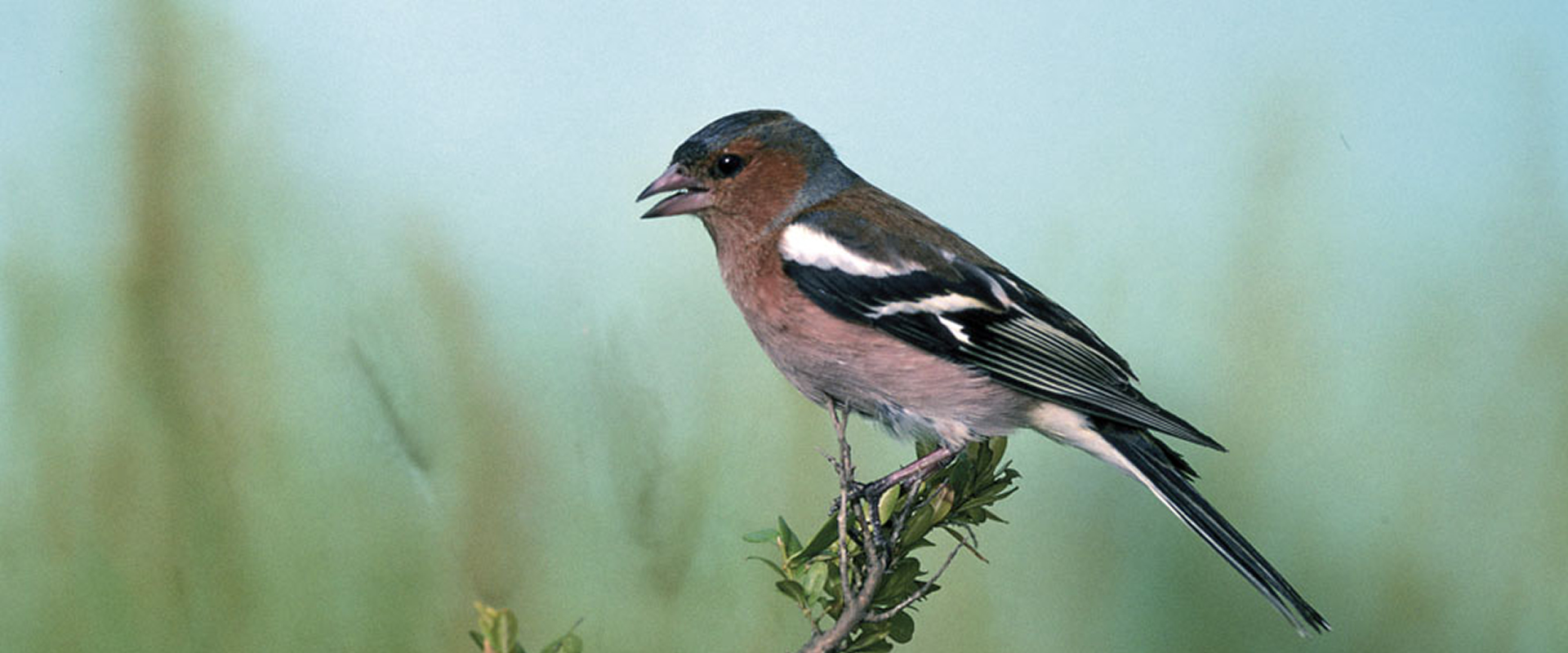 Observación de Aves