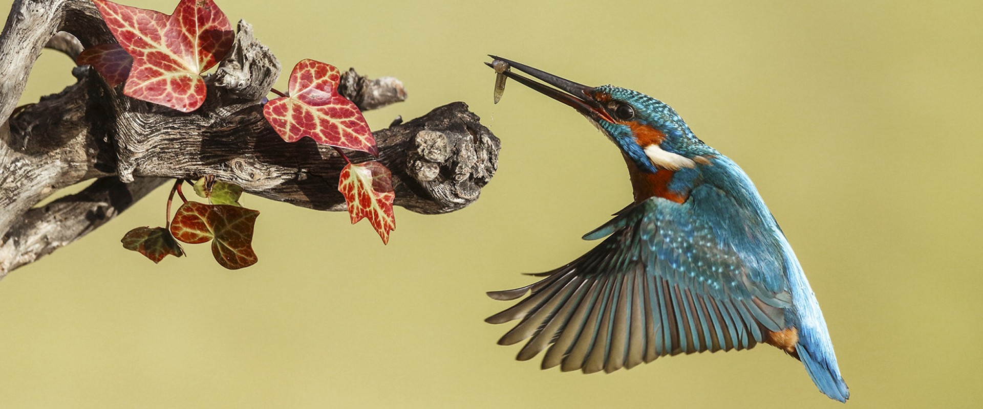 Turismo Ornitológico