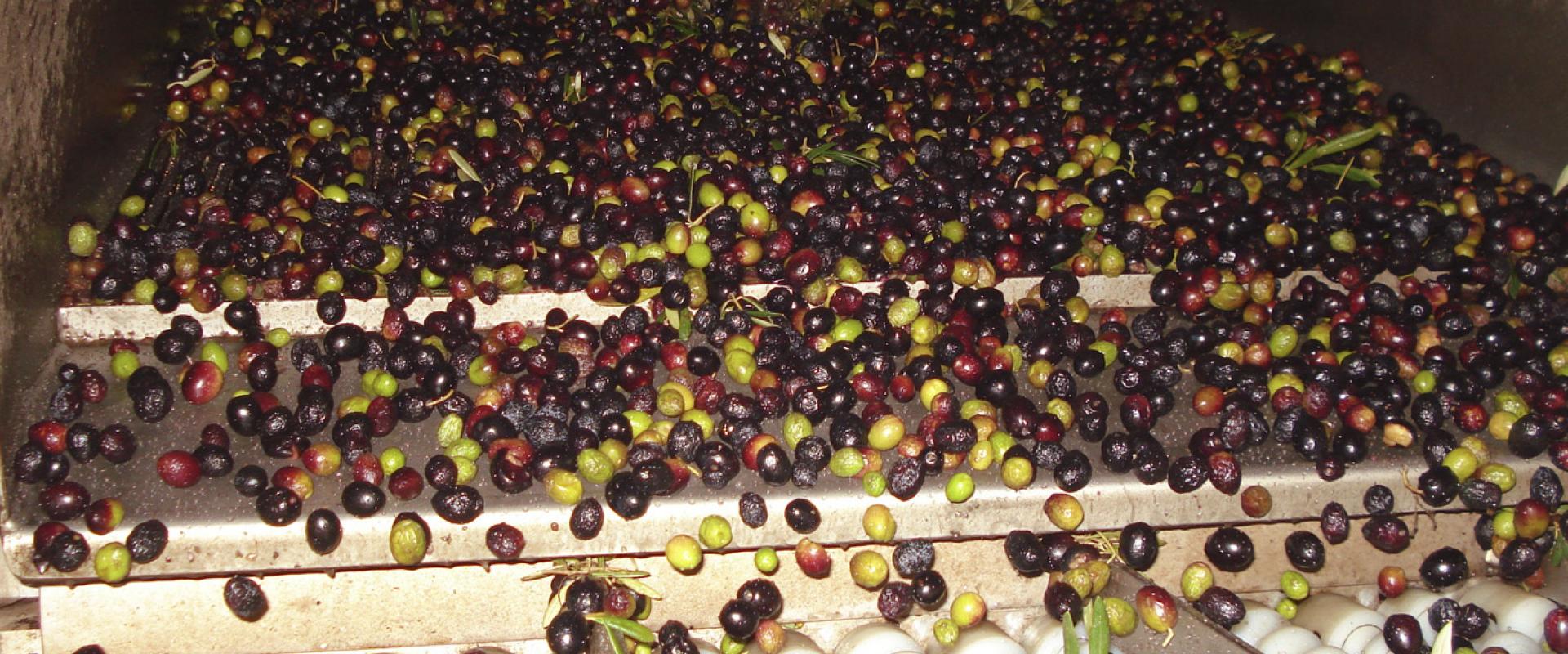 Oil. Extra-virgin olive oil