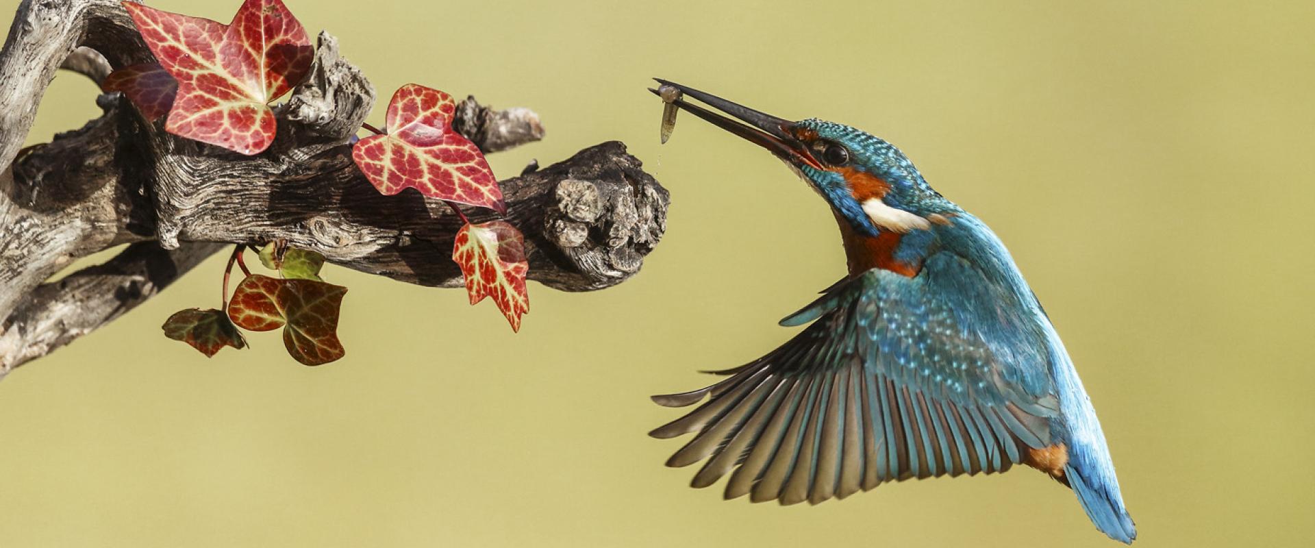 empresas_observacion