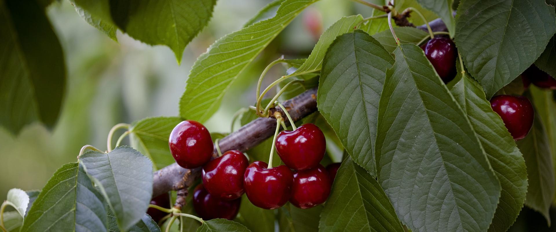 Cherry of Sierra de Francia