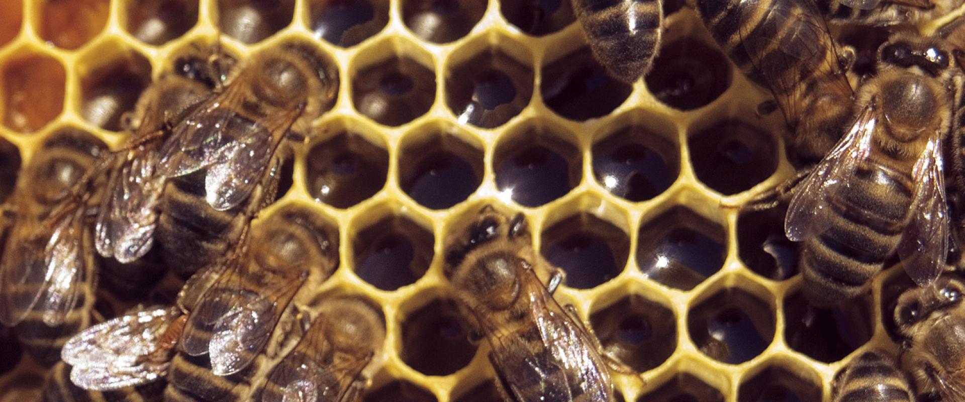 Conventual Pastry and Honey. Sweet temptations