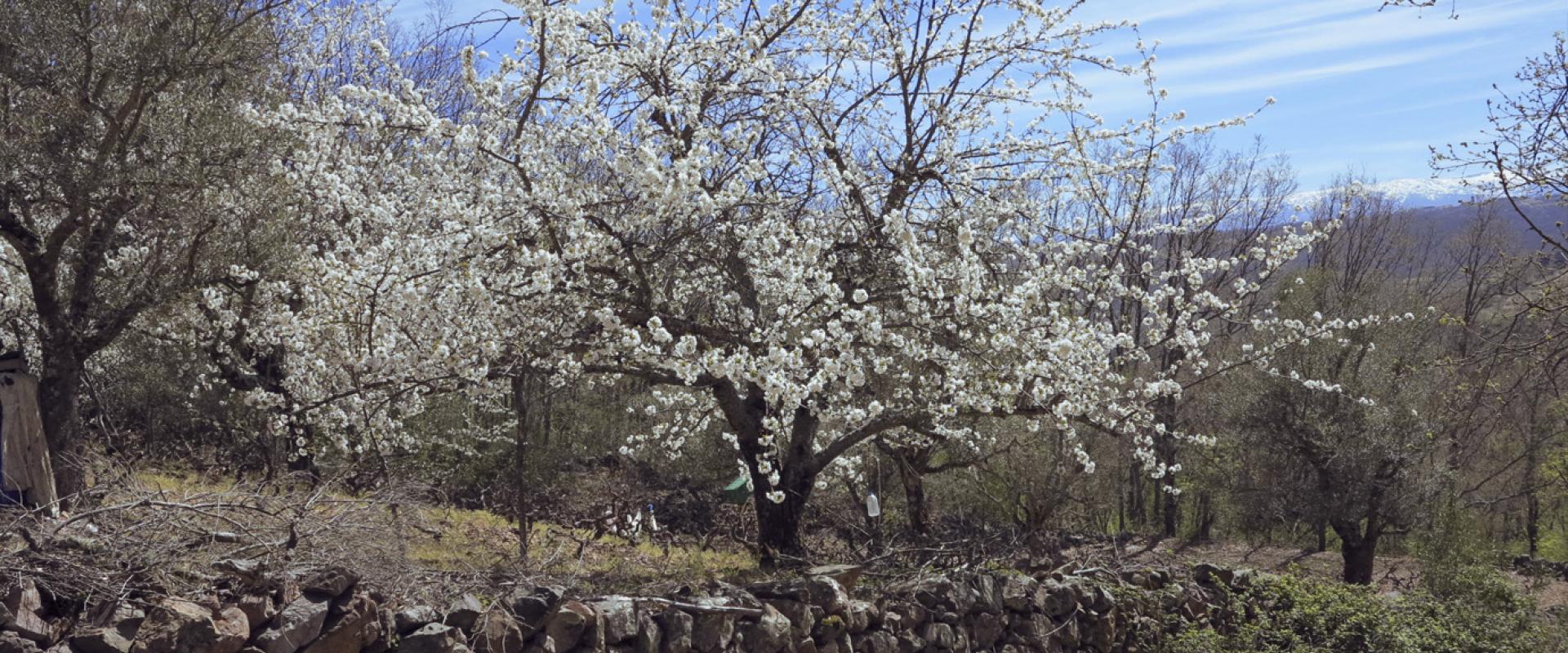The route of the lookouts of the Sierras