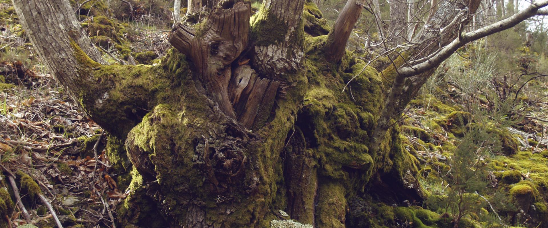 Camino de los trasiegos