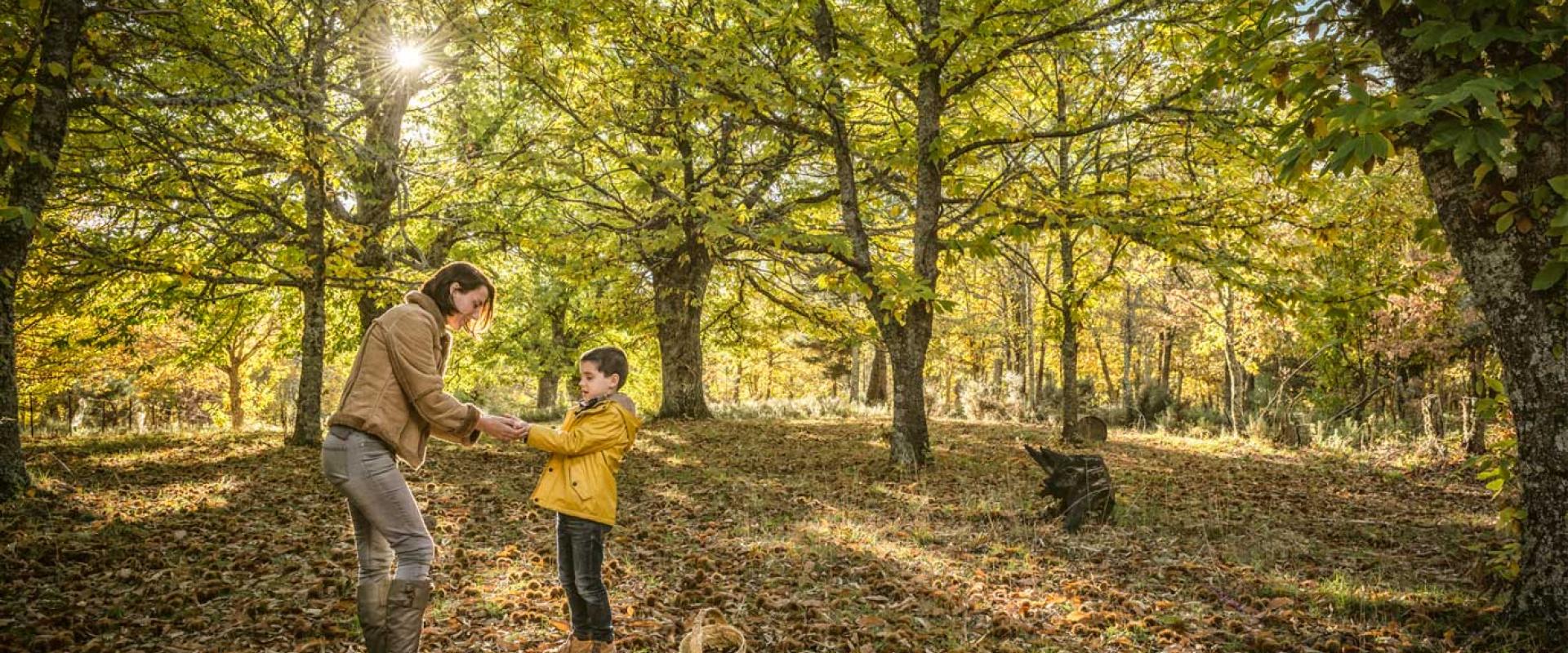 Chestnuts harvest: from the tree and the Magosto
