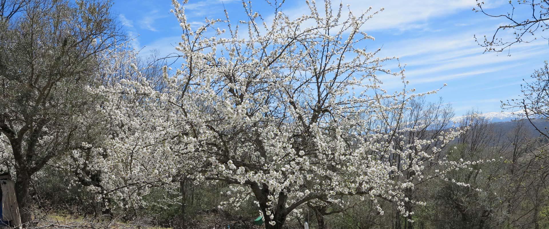 The route of the lookouts of the Sierras