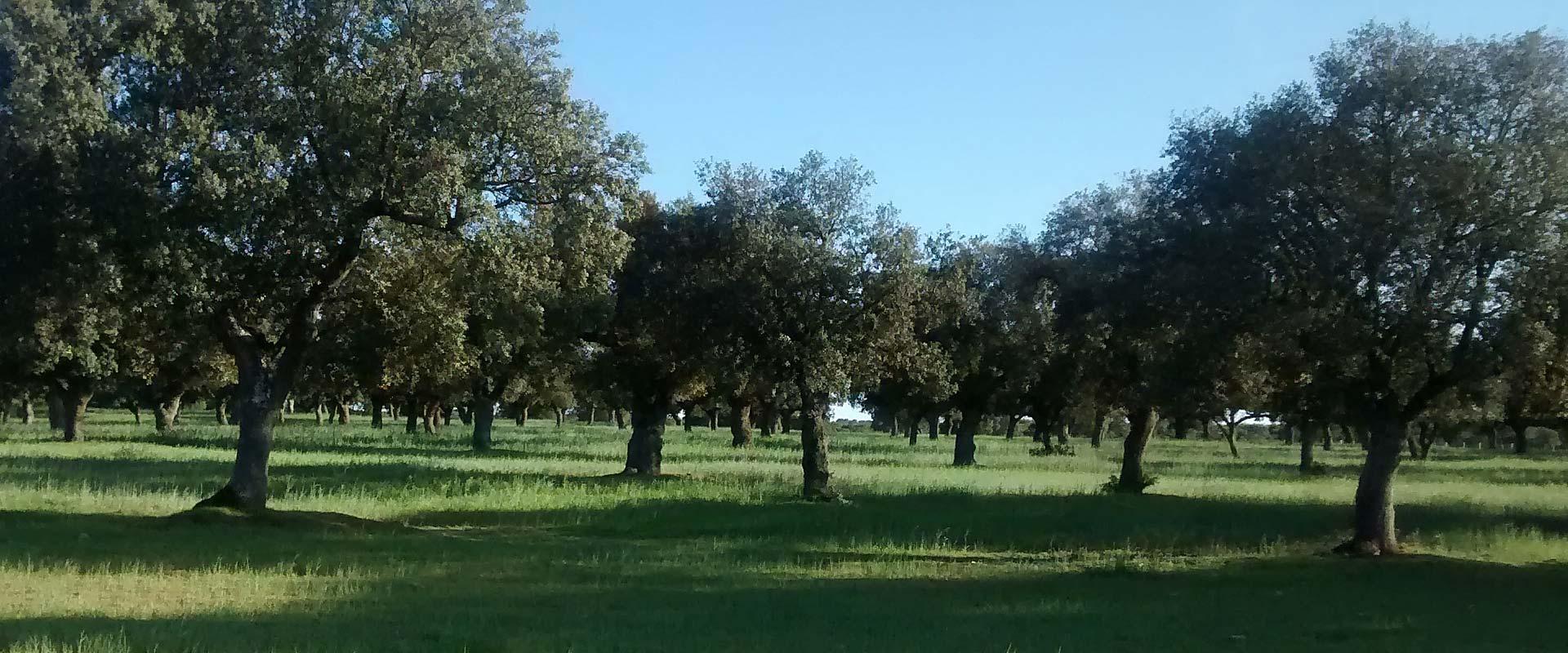Via Verde entre Carbajosa de la Sagrada e Alba de Tormes 