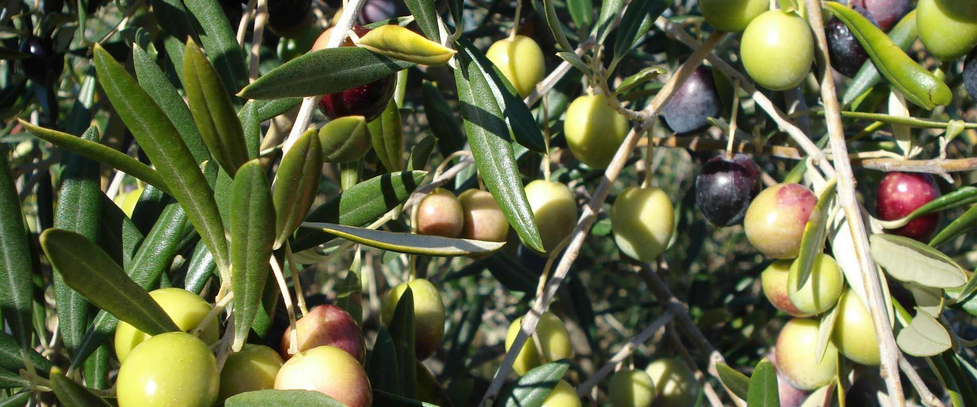 Oil. Extra-virgin olive oil