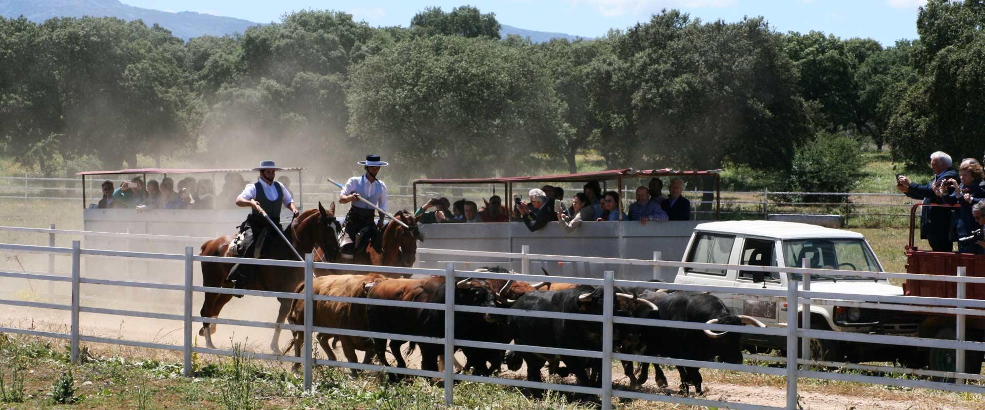Ganadería Torrealba. Finca “La Roblicita”