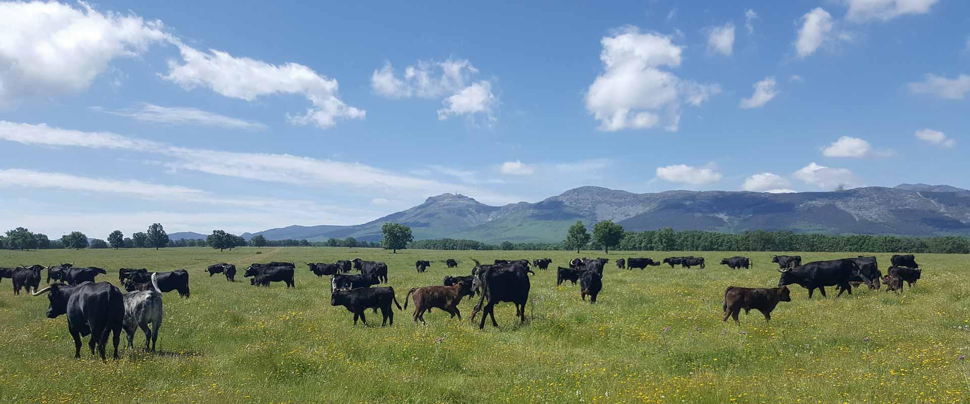 Ganadería Adelaida Rodríguez. Finca “Zarzosillo de Abajo”