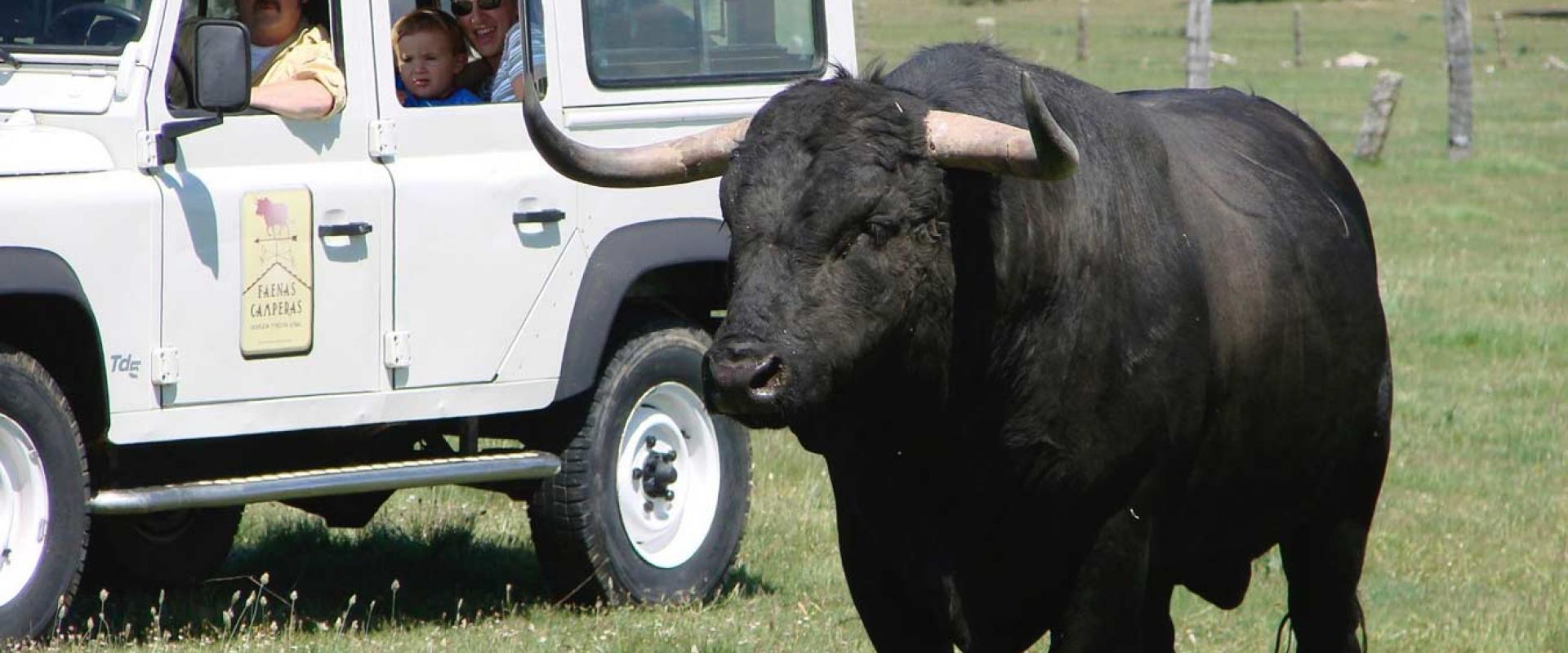 Ganadería Herederos de Miguel Zaballos. Finca “Valdelacoba”. Faenas Camperas