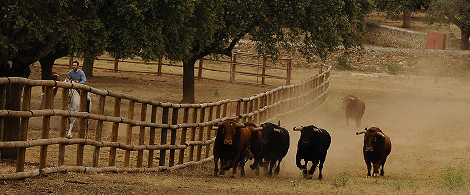 Ganadería José Cruz. Finca “Cabezal Viejo”