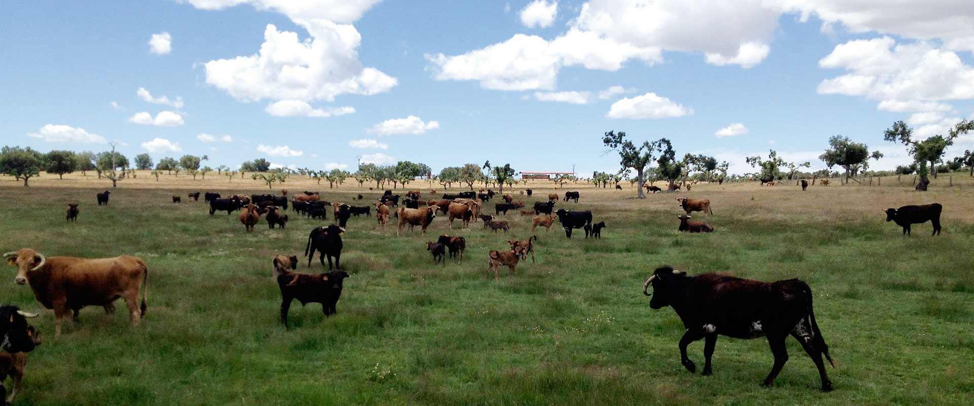 Ganadería de Herederos de Don Manuel Santos Alcalde. Finca “Los Talayos”
