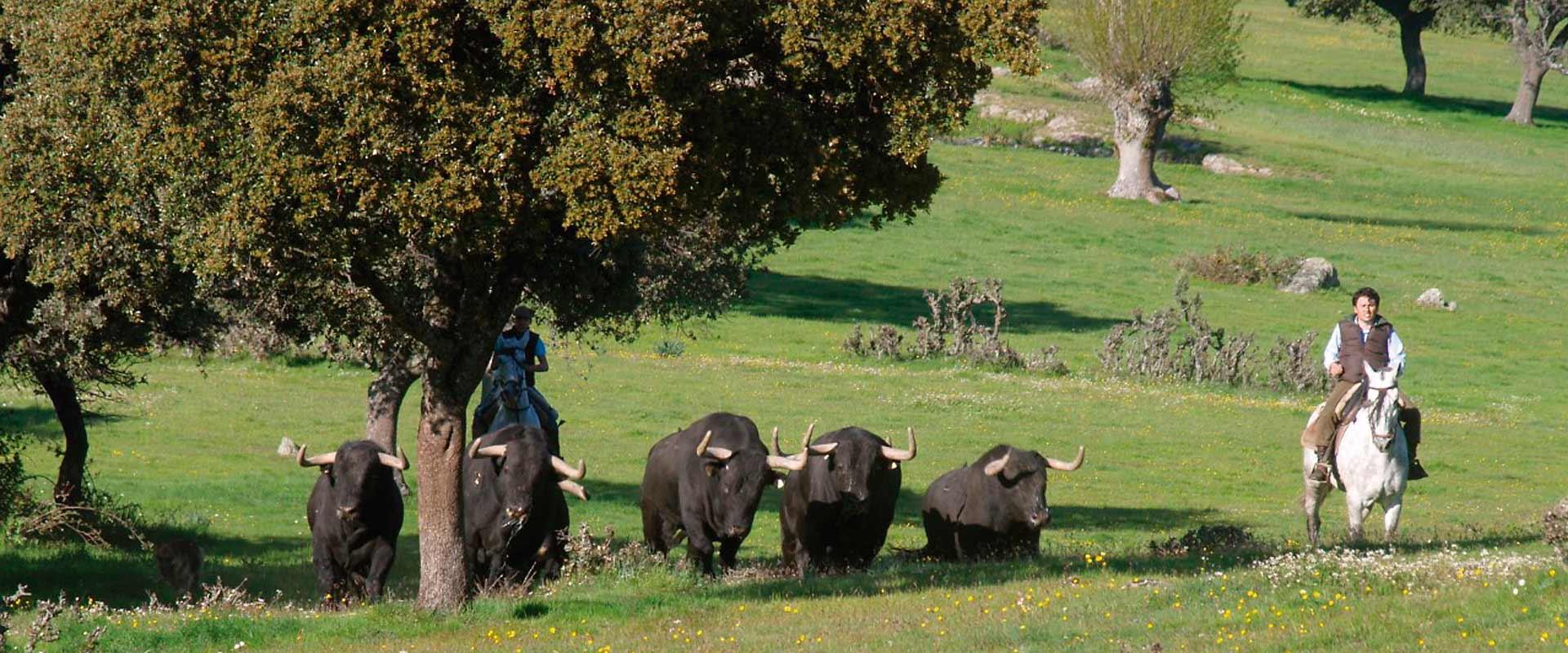 Ganadería Puerto de San Lorenzo y la Ventana del Puerto. Finca “Puerto de la Calderilla”