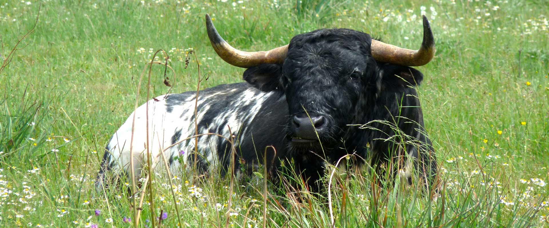 Ganadería carreros. Finca "Carreros de Fuenterroble"
