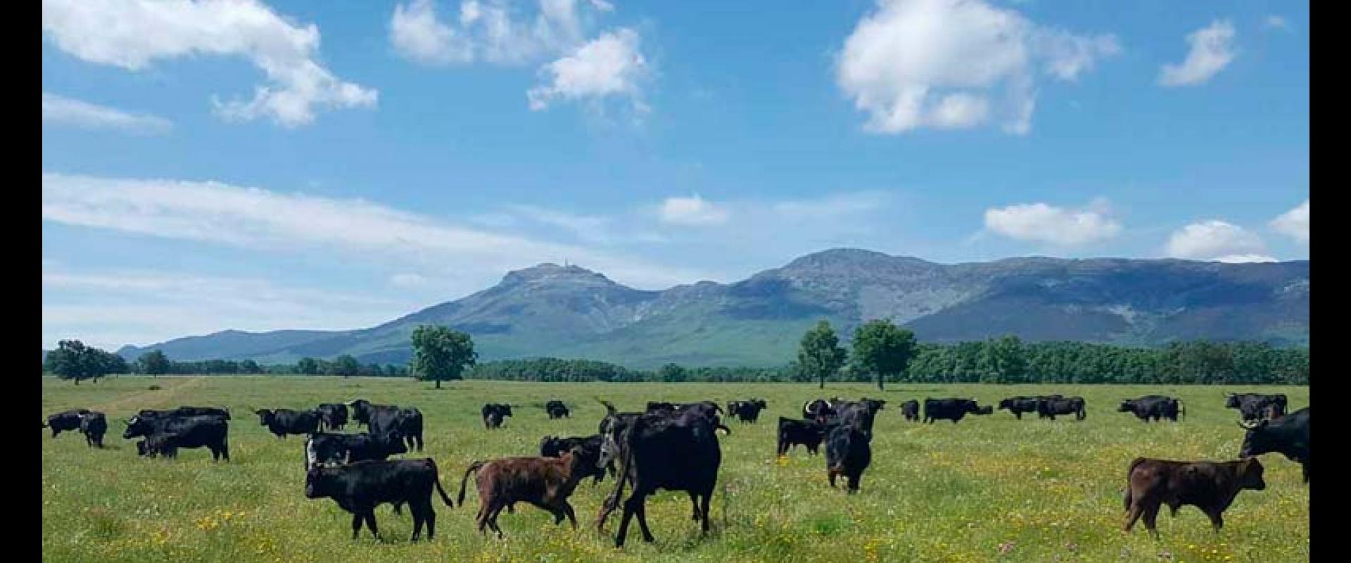 Ganadería Adelaida Rodríguez. Finca “Zarzosillo de Abajo”