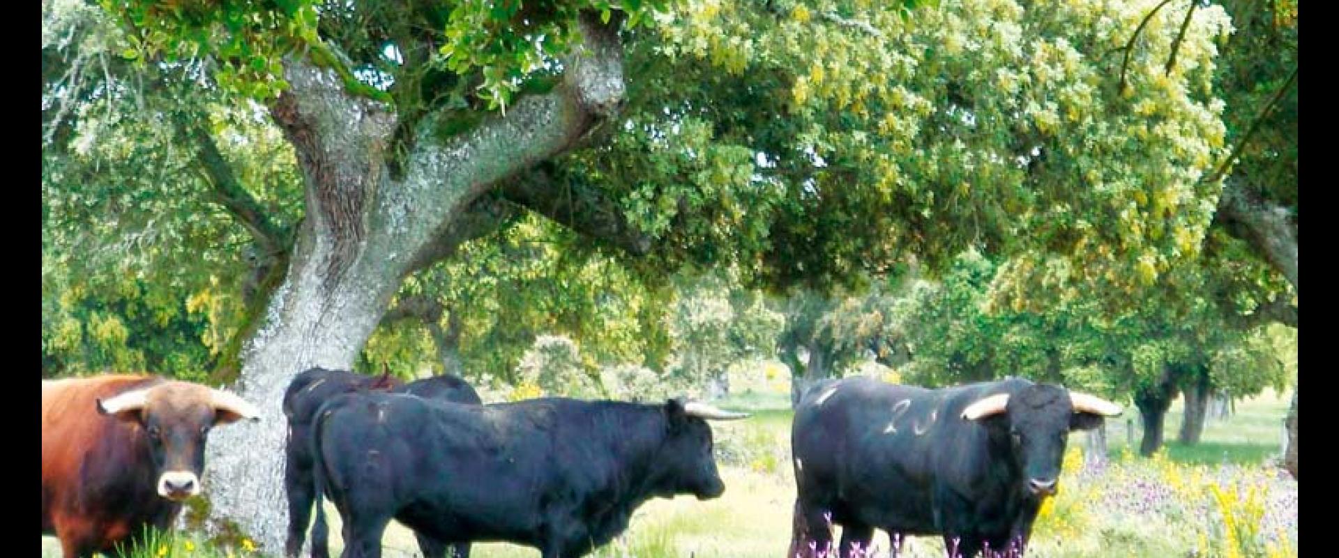 Ganadería Antonio Palla. Finca "Gusende Moscosa"