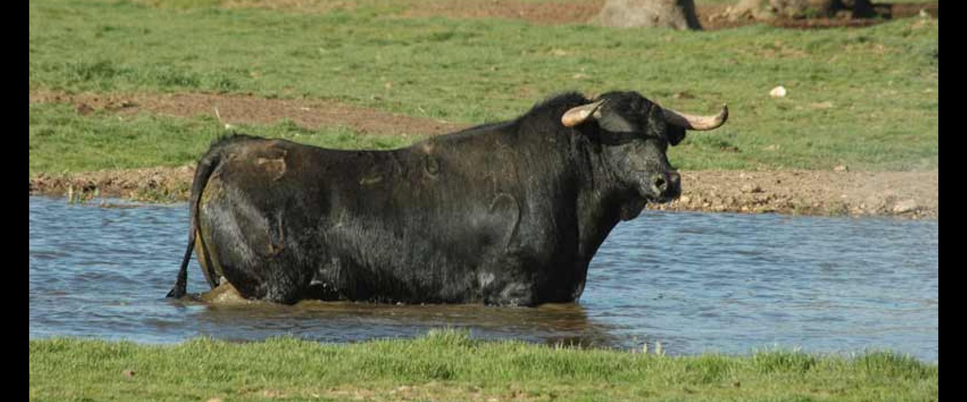 Ganadería Los Bayones. Finca “El Vecino”