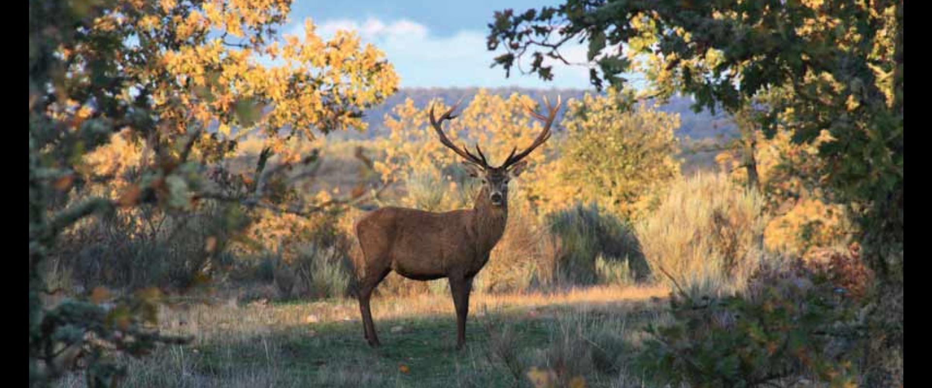 La montería en Salamanca