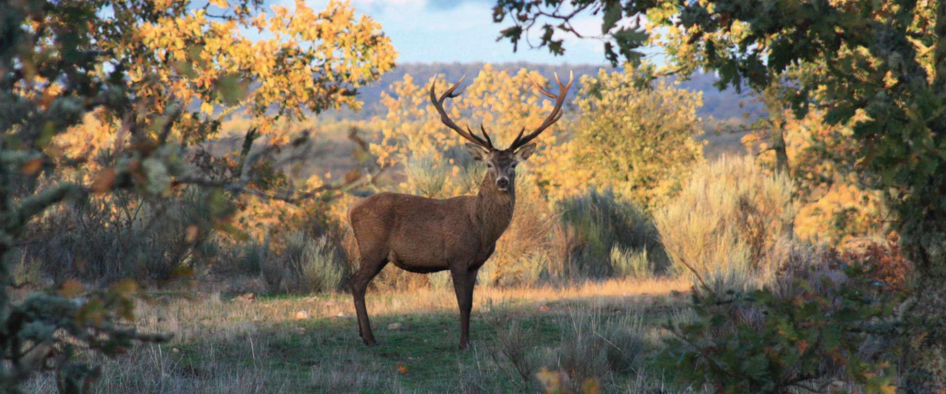 La montería en Salamanca