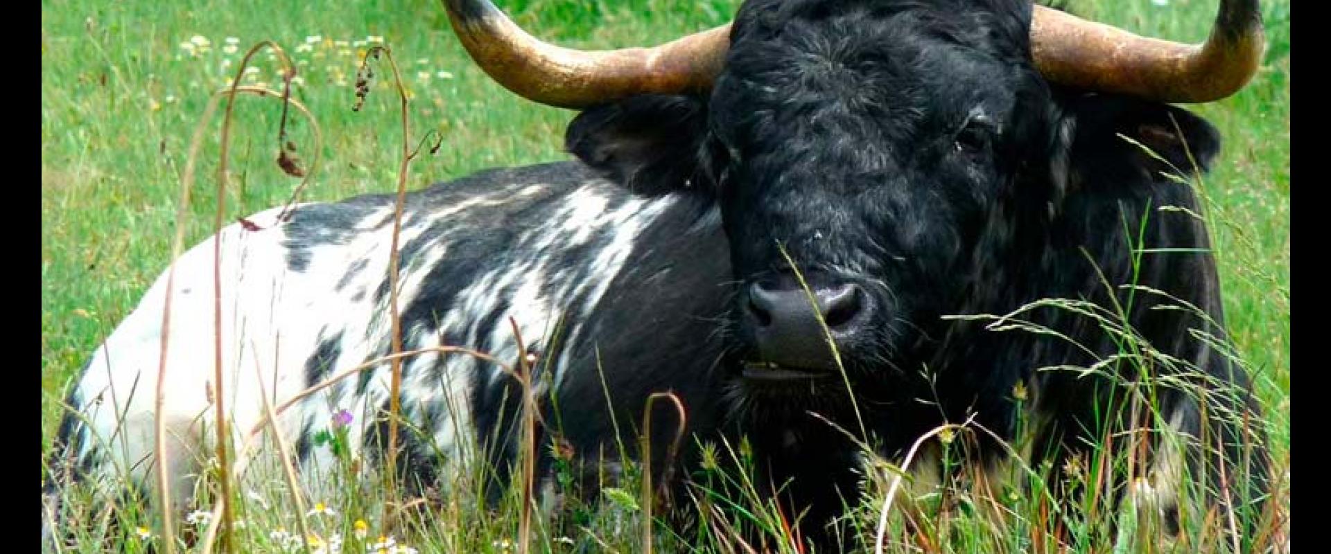 Ganadería carreros. Finca "Carreros de Fuenterroble"