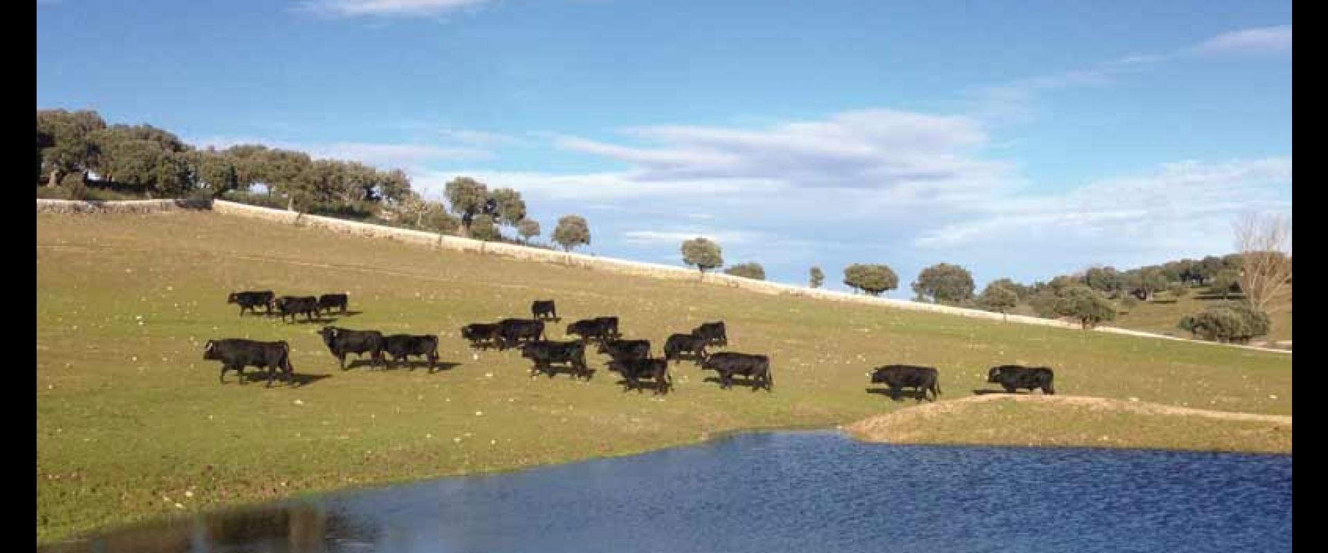 Ganadería Los Requiles. Finca “Pelilla”