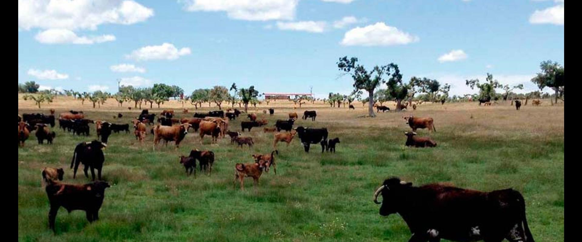 Ganadería de Herederos de Don Manuel Santos Alcalde. Finca “Los Talayos”