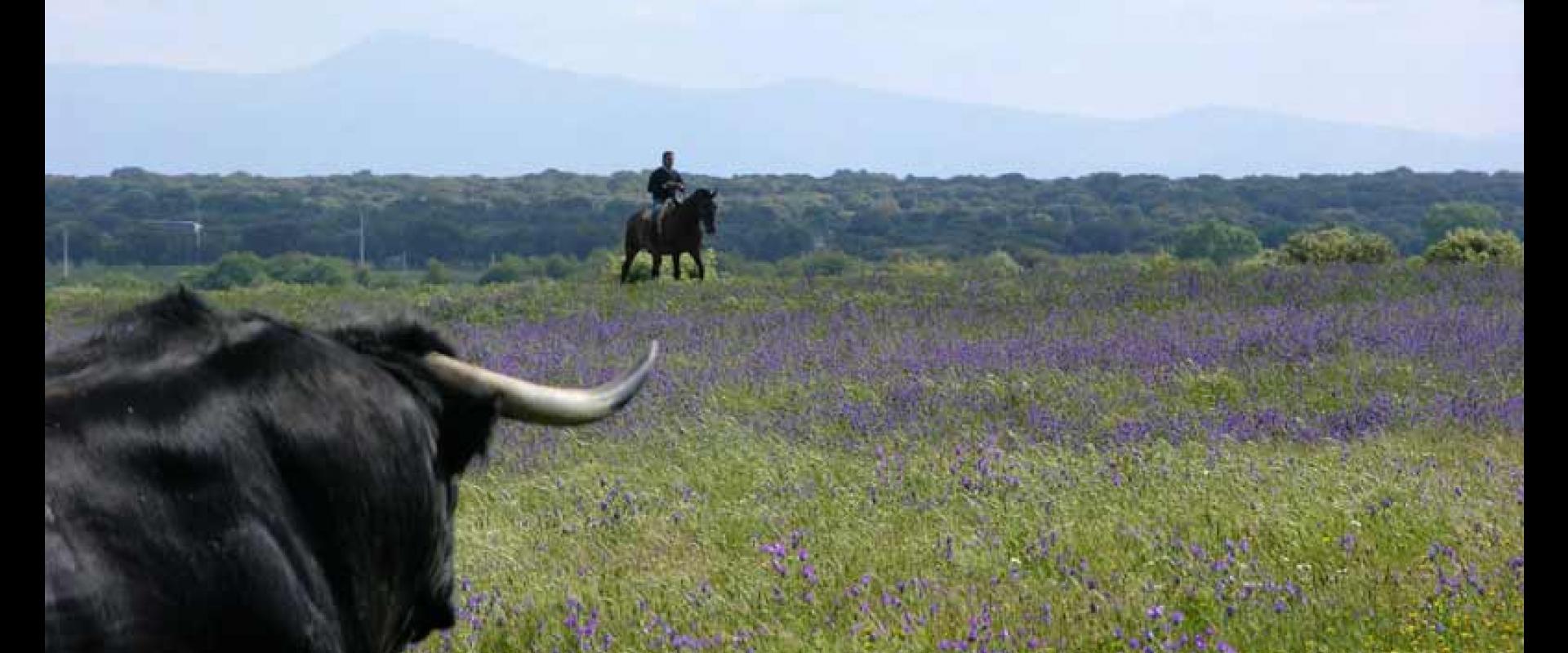 Ganadería Mercedes Pérez-Tabernero Montalvo. Finca “El Villar de Los Álamos