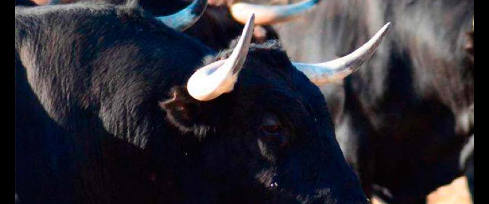 Ganadería Orive. Finca “Las Tapias”