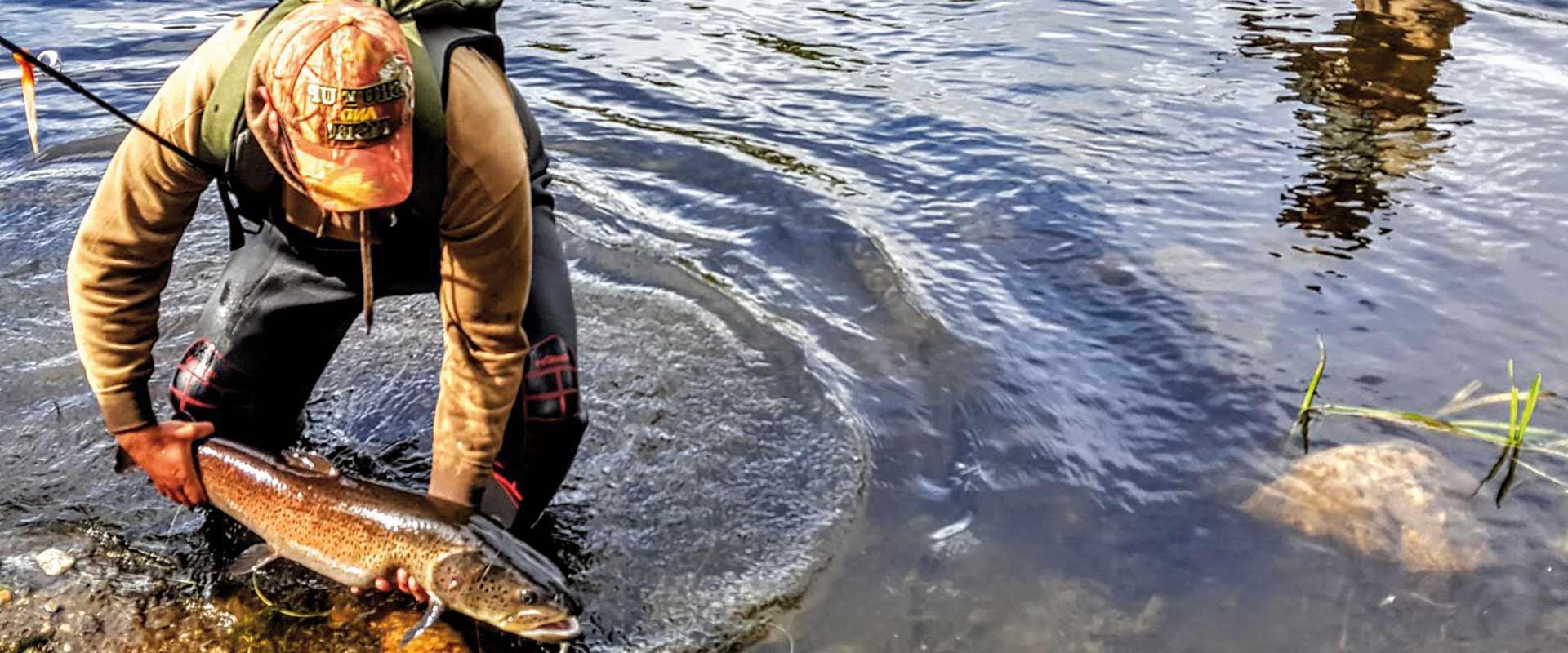 El Salmón del Danubio