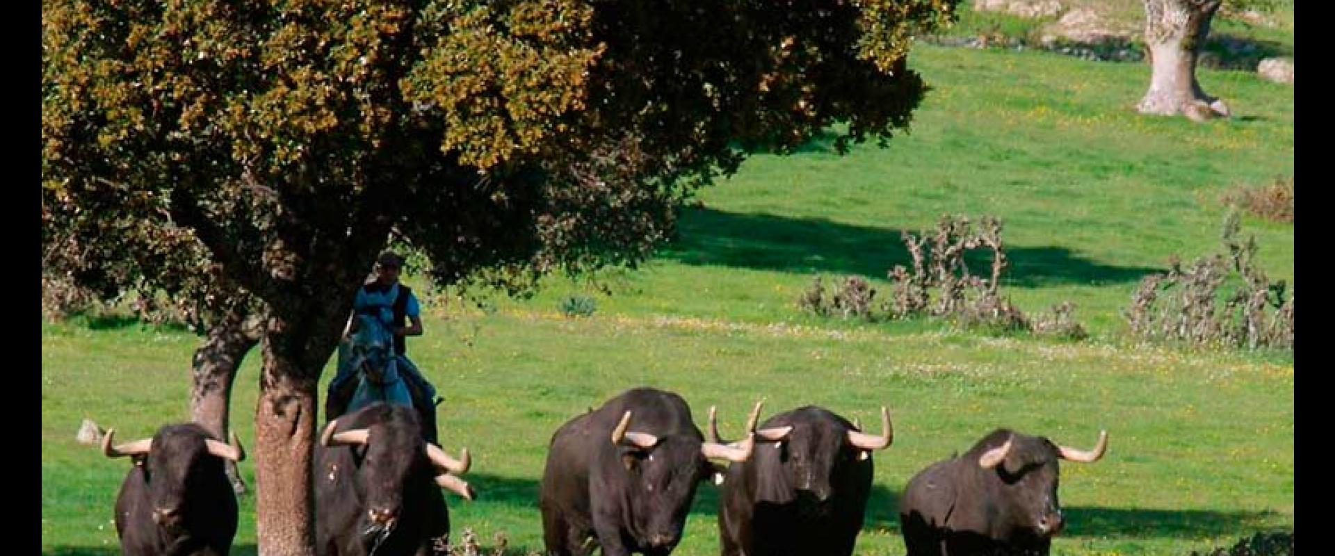 Ganadería Puerto de San Lorenzo y la Ventana del Puerto. Finca “Puerto de la Calderilla”