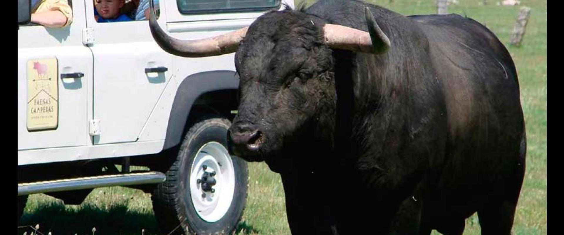 Ganadería Herederos de Miguel Zaballos. Finca “Valdelacoba”. Faenas Camperas