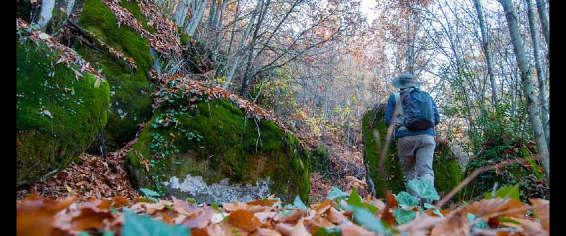 Senderos micológicos