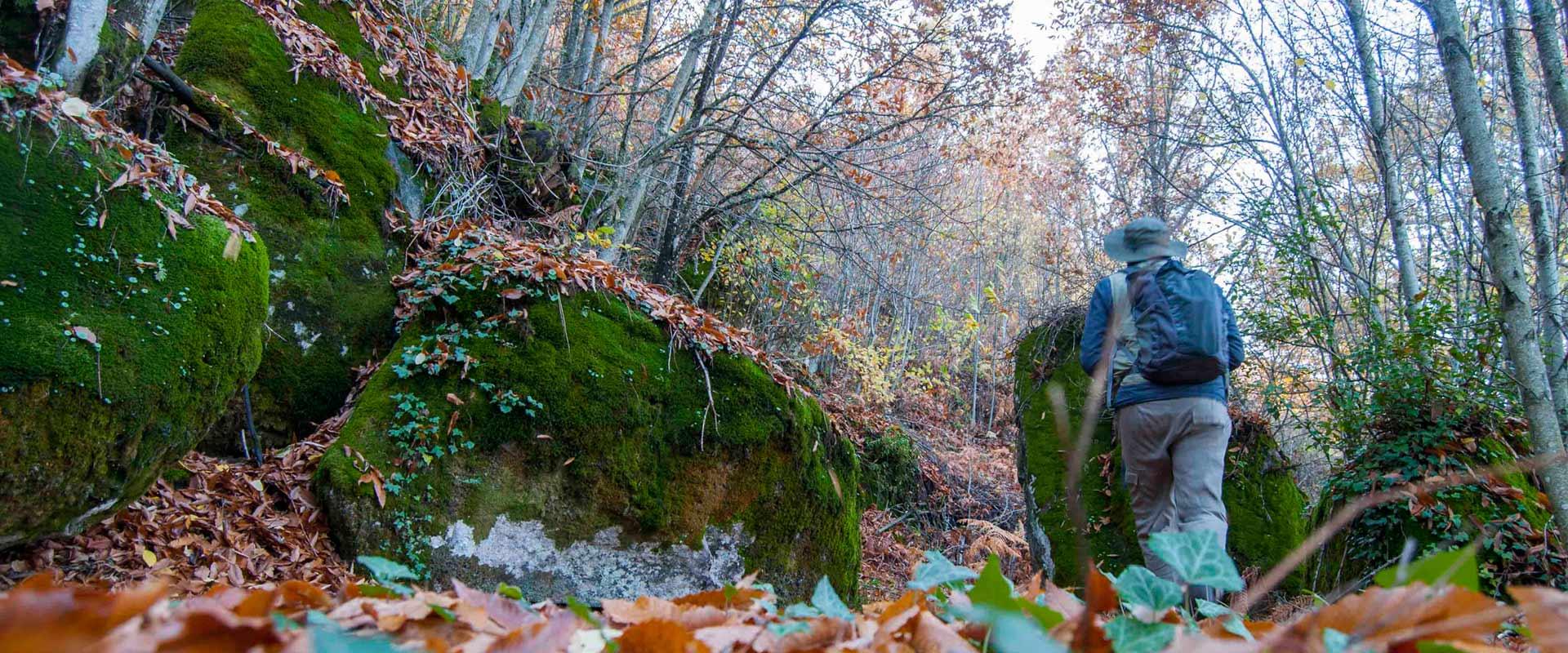 Senderos micológicos