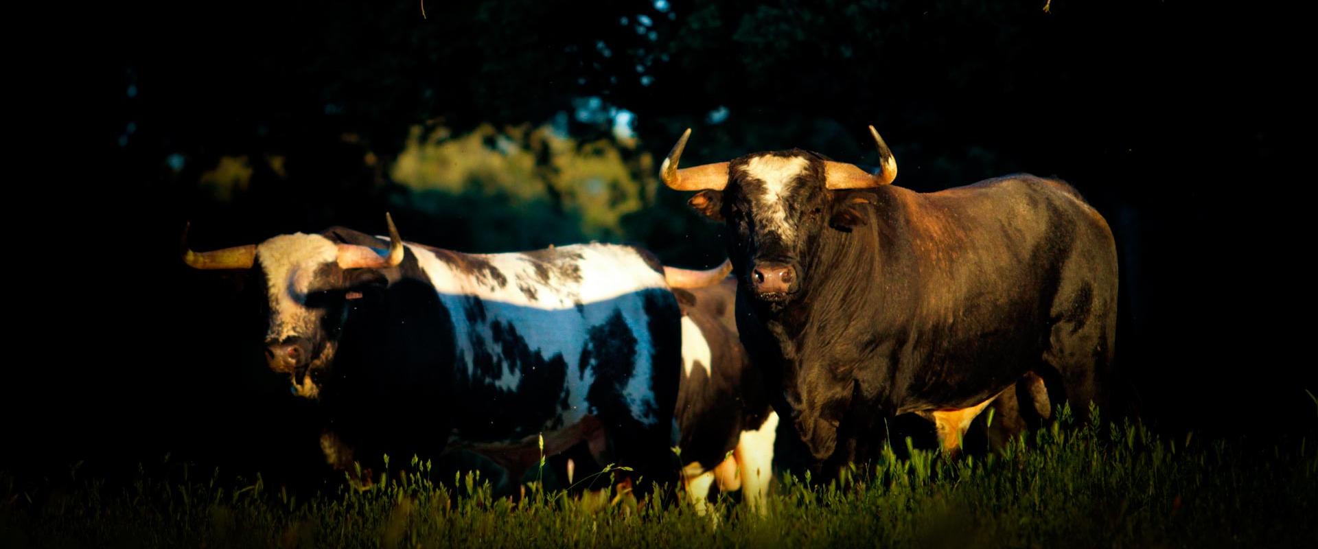 Ganadería El Barcial