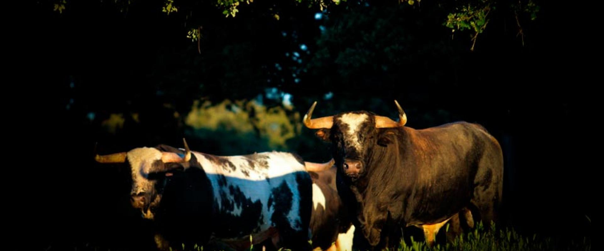 Ganadería El Barcial