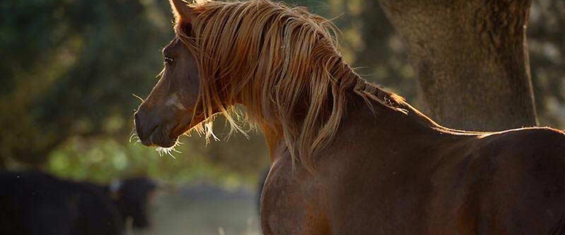 Ganadería Ángel Sánchez Sánchez. Finca "Miguel Muñoz"