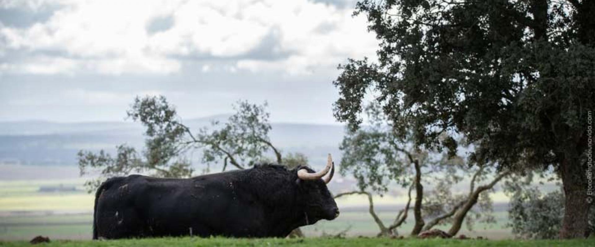 Ganadería Valdefresno