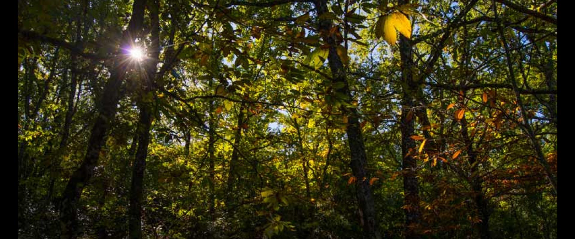 Sendero micológico Cepeda, Madroñal, Herguijuela de la Sierra