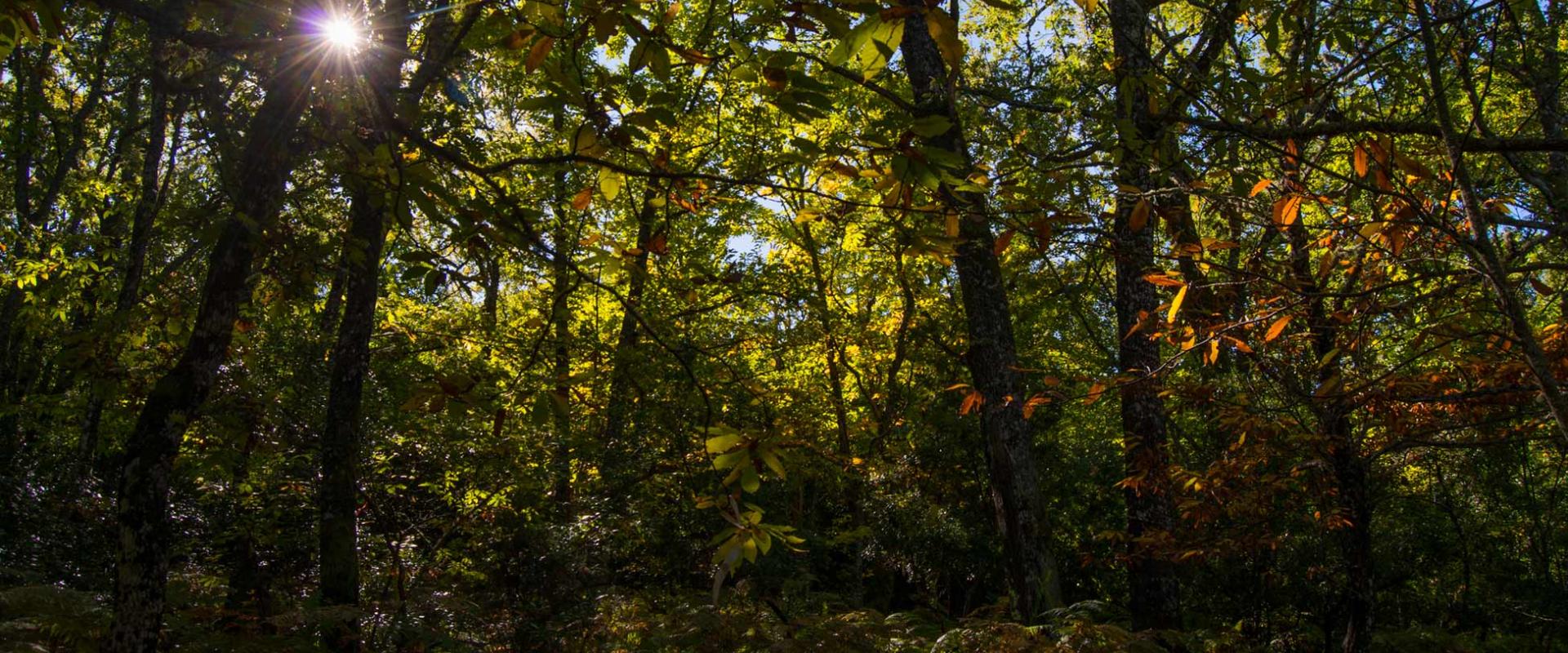 Sendero micológico Cepeda, Madroñal, Herguijuela de la Sierra