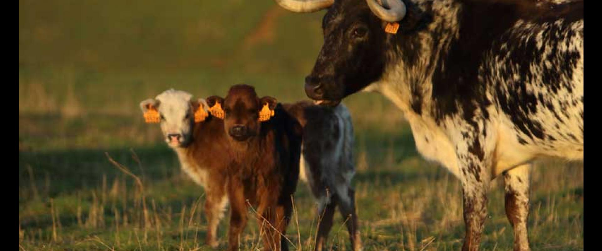 José Enrique Fraile de Valdefresno