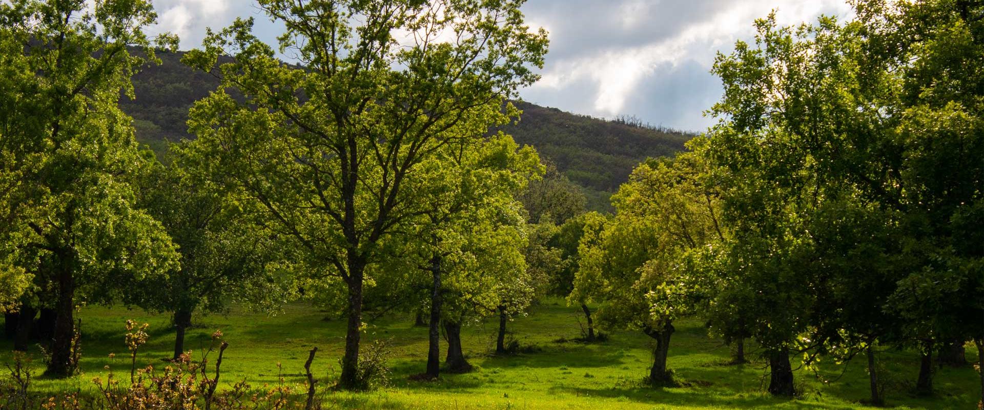 Sendero micológico "Tamames, Aldeanueva de la Sierra"