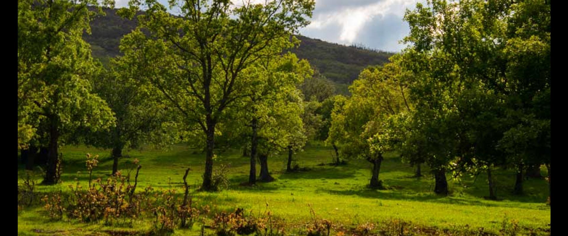 Sendero micológico "Tamames, Aldeanueva de la Sierra"
