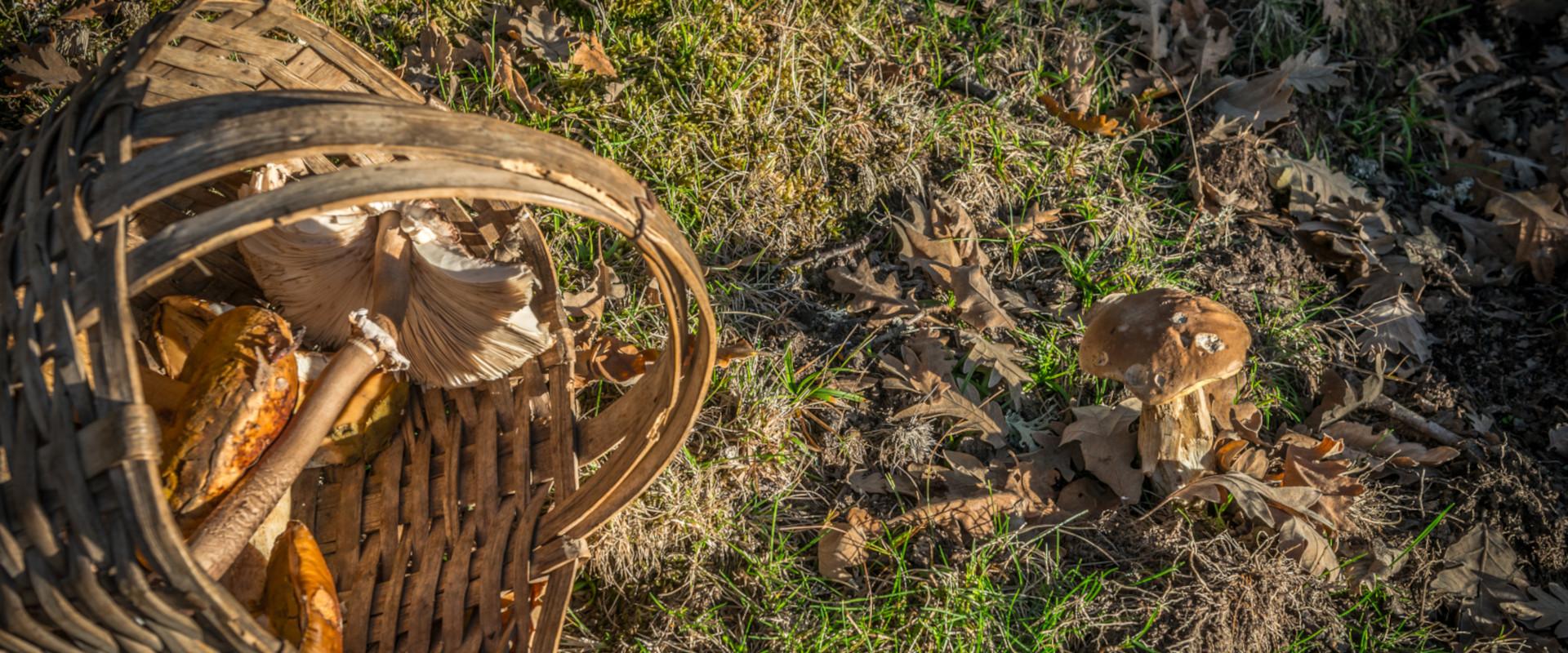 Cabecera imagen setas