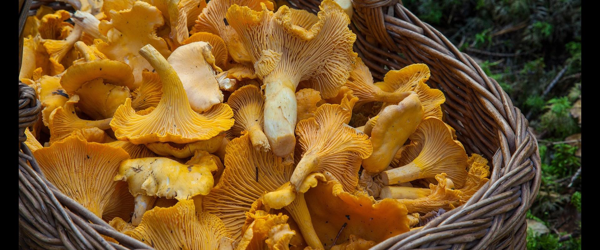 Jornadas Micológicas