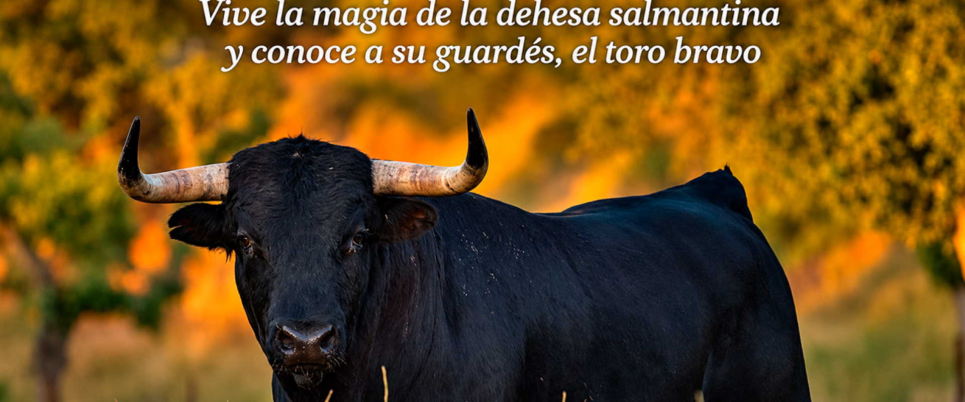 Toro dehesa 
