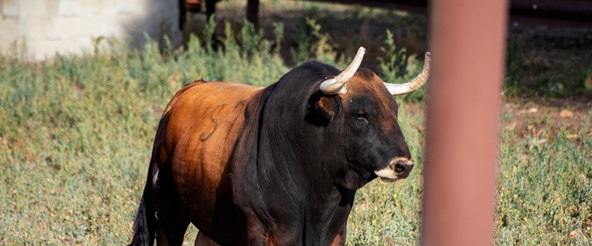 toro bravo