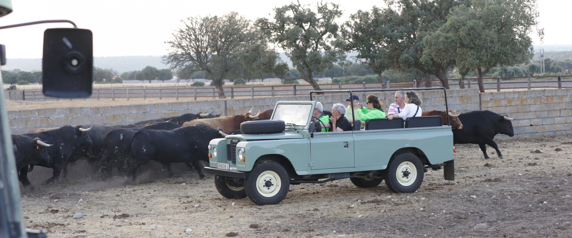 toro bravo