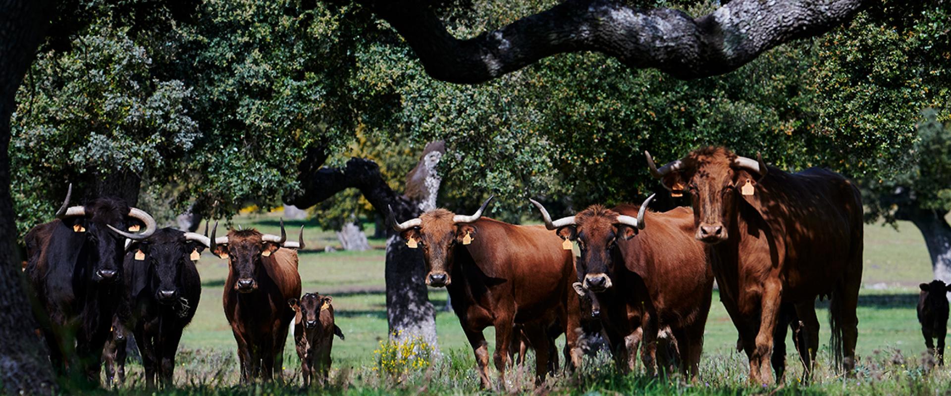 toro bravo
