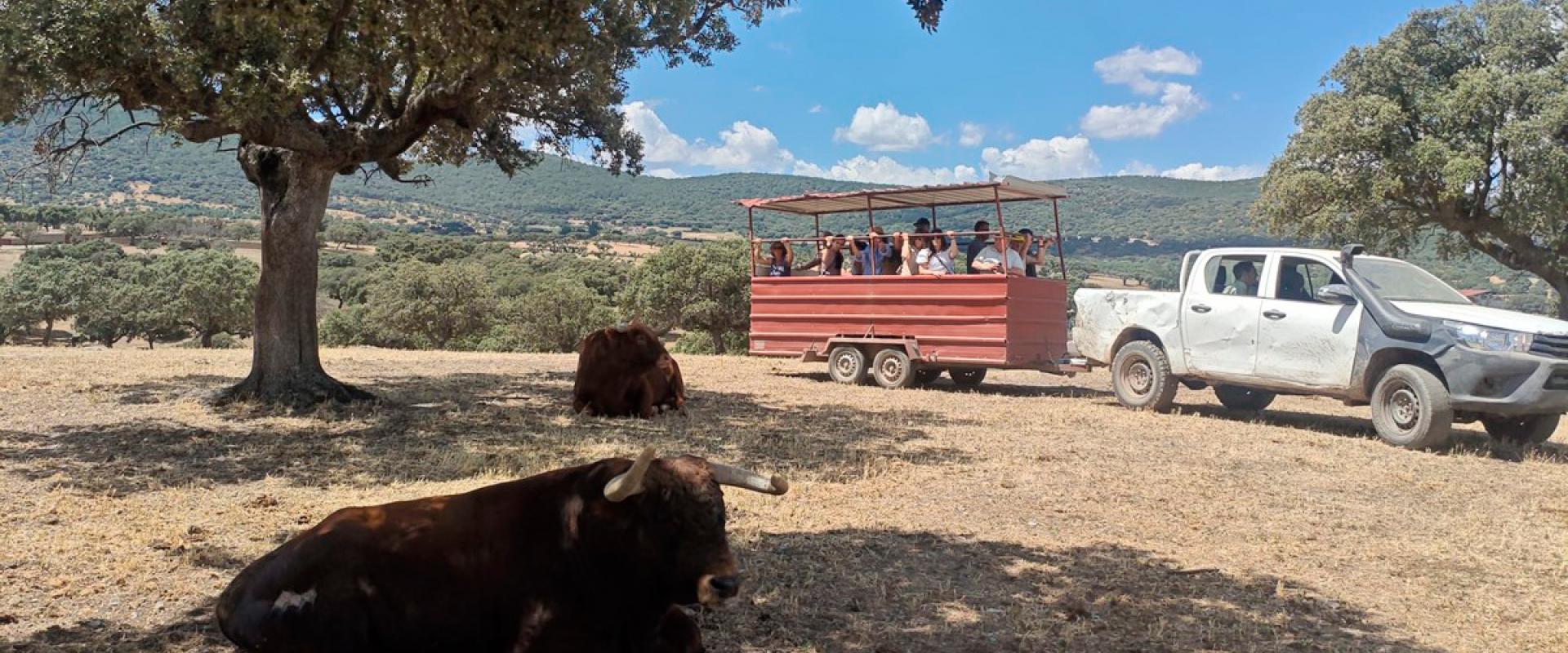 Toro bravo y la dehesa